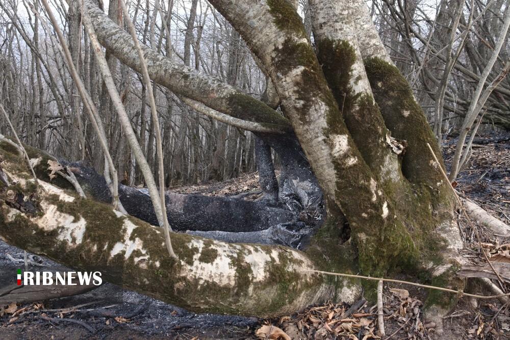 مهار آتش سوزی جنگل های دیزمار قره داغ