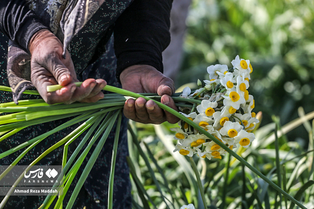 عکس/ برداشت گل نرگس در استان فارس