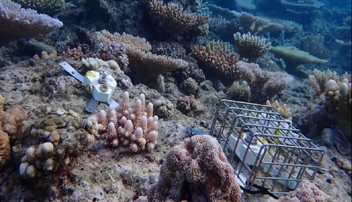 فناوری، ناجی مرجانهای دریایی میشود