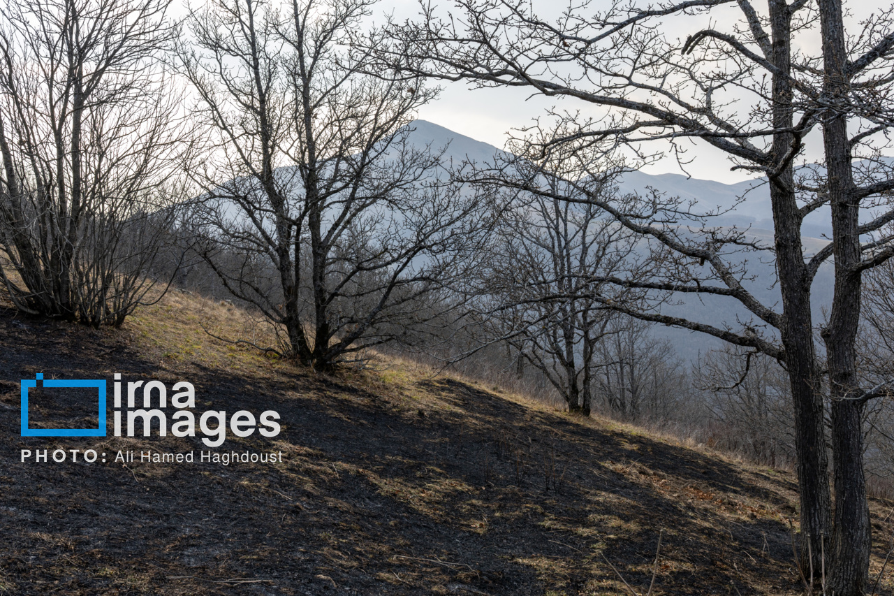 عکس/ سوز و گداز دیزمار