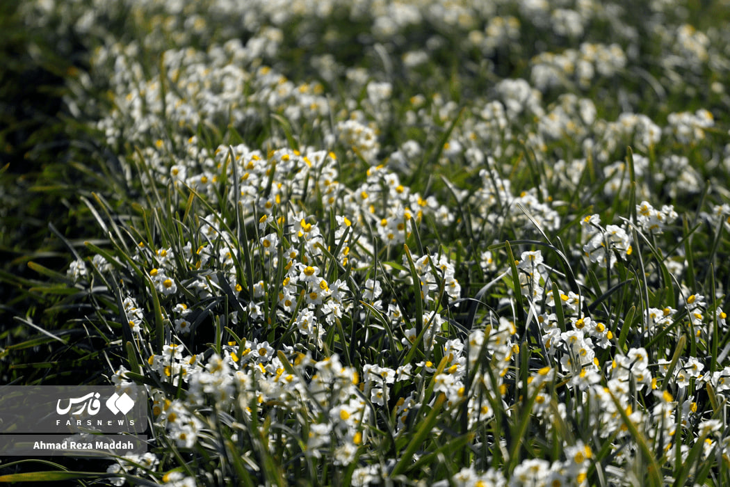 عکس/ برداشت گل نرگس در استان فارس
