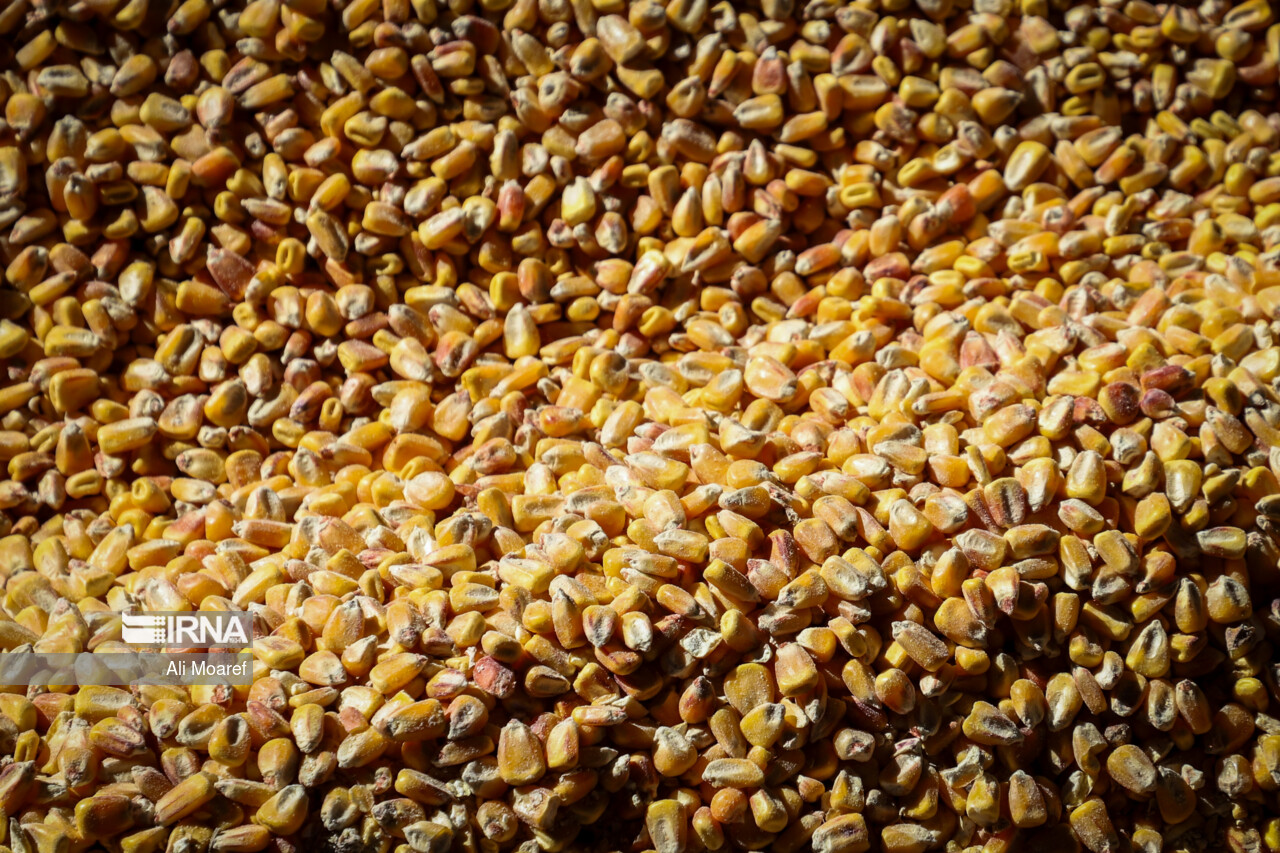 تأمین ۶۳۵۰ تُن نهاده دامی برای مرغداریهای ایلام