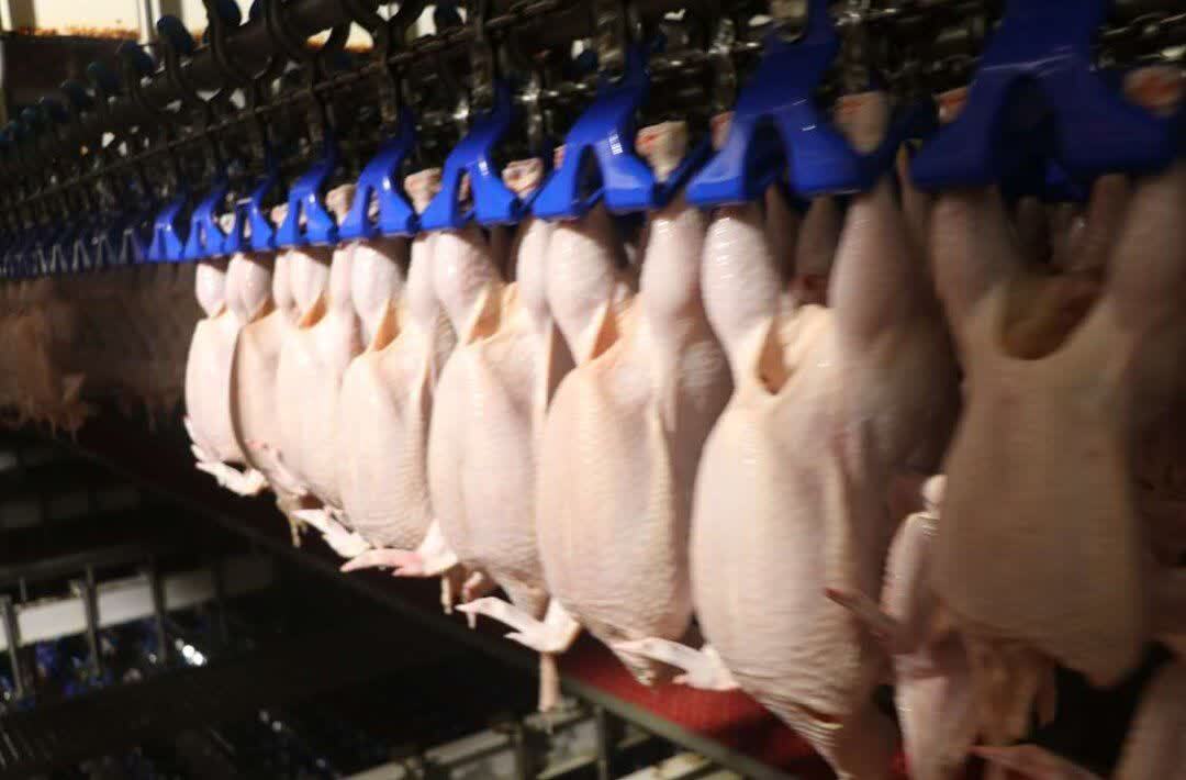 توزیع بیش از ۱۰۵۰ تن گوشت مرغ از مازندران در بازار ملی