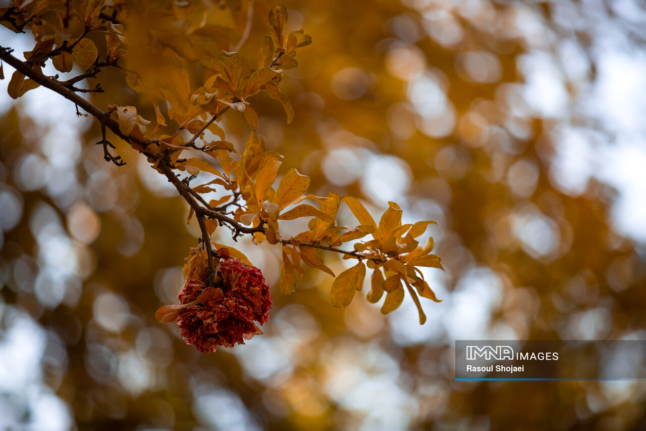 پاییز هزار رنگ اصفهان با زاینده رودی در حسرت آب