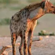 کفتار، یکی از زیباترین گوشتخوارهای ایران