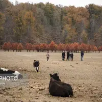 عکس/ پاییز خشک مازندران؛ دریاچه الندان نفس کم می‌آورد!