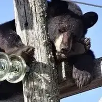 نجات معجزه‌آسای خرس بازیگوش از برق‌گرفتگی