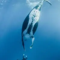 جزیره موریس ؛ شناکردن در کنار نهنگ ها