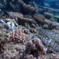 فناوری، ناجی مرجانهای دریایی میشود