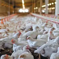 ادعای مقام صنفی: اقدامات اخیر دولت باعث واردات گسترده مرغ در ماه‌های آینده خواهد شد