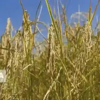 ۴۸ هزار تن شلتوک راتون در گیلان برداشت شد