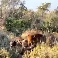 وقتی پلنگ می خواهد گراز را شکار کند، اما خودش توسط شیر شکار می شود!