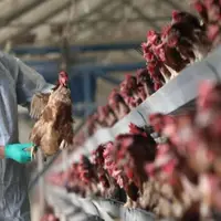 خلخال عاری از آنفلوآنزای پرندگان؛ اقدامات پیشگیرانه ادامه دارد