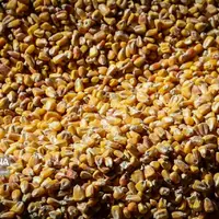 تأمین ۶۳۵۰ تُن نهاده دامی برای مرغداری‌های ایلام