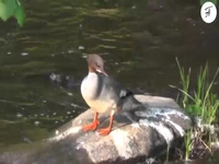 خرده های مرگوس اردک هایی با منقار دراز باریک