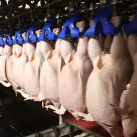 توزیع بیش از ۱۰۵۰ تن گوشت مرغ از مازندران در بازار ملی