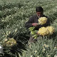 عکس/ برداشت گل نرگس در استان فارس