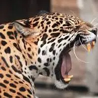  آرواره قدرتمند جگوار