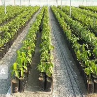 ۱۲۰ هزار اصله نهال توت برای کاشت در خراسان‌شمالی آماده شد