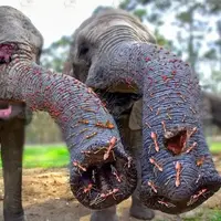 حمله فیل به لانه مورچه ها