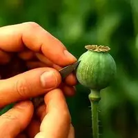 کشت خشخاش در ایران تکذیب شد