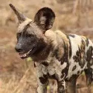 سگ های وحشی،یکی از در معرض خطرترین شکارچیان آفریقا