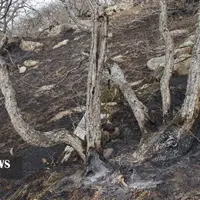 مهار آتش سوزی جنگل های دیزمار قره داغ