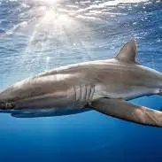 کوسه‌های نوک‌سیاه صخره‌ای در ساحل‌های کم‌عمق مالدیو