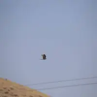 گونه‌های پرندگان ثبت شده در کردستان به ۳۱۳ گونه رسید