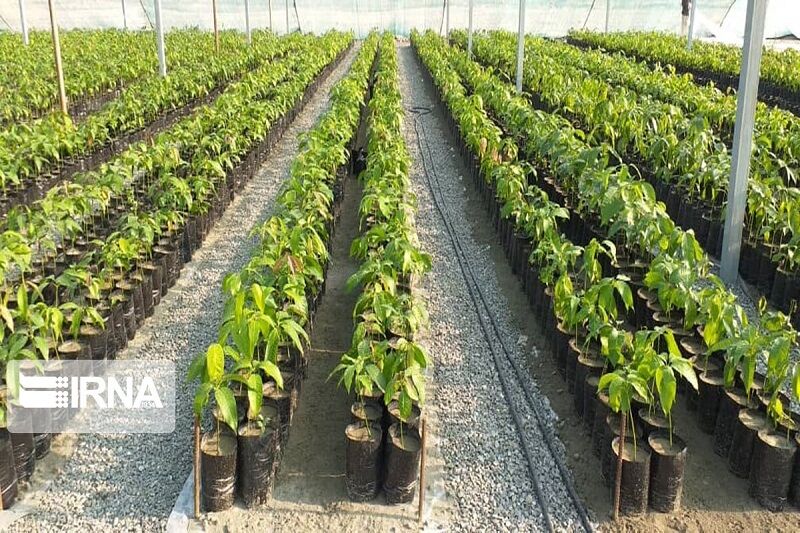 ۱۲۰ هزار اصله نهال توت برای کاشت در خراسان‌شمالی آماده شد