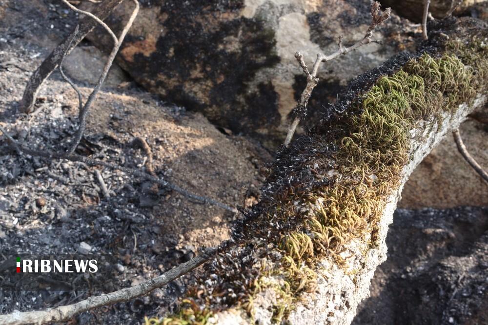 مهار آتش سوزی جنگل های دیزمار قره داغ