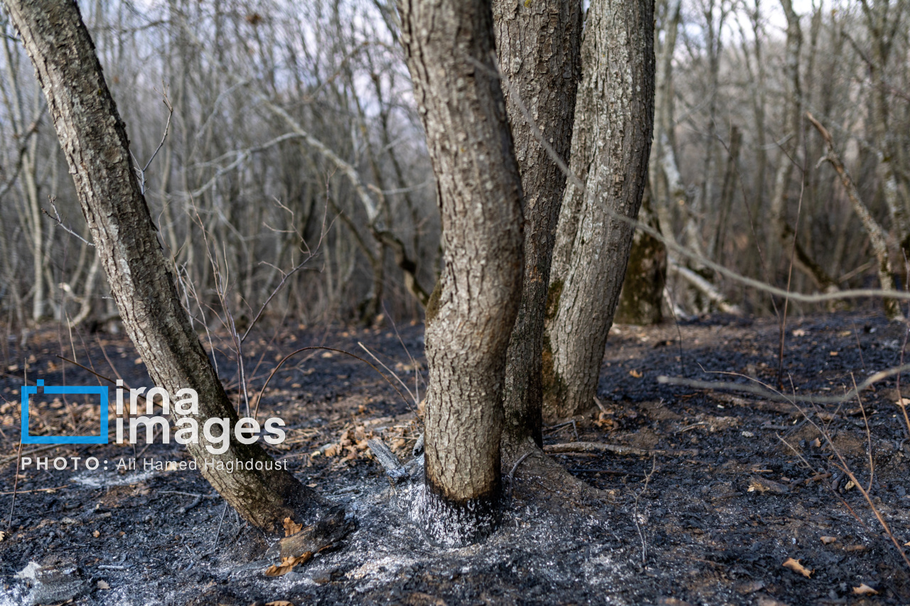 عکس/ سوز و گداز دیزمار