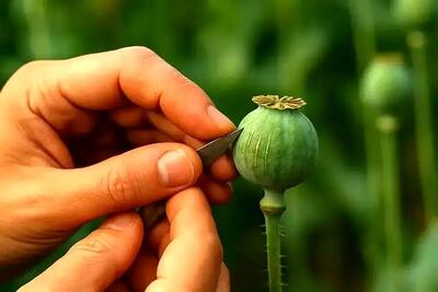 کشت خشخاش در ایران تکذیب شد