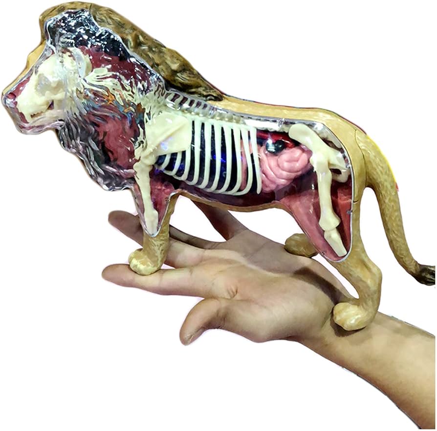  استخوان استثنایی شیر نر