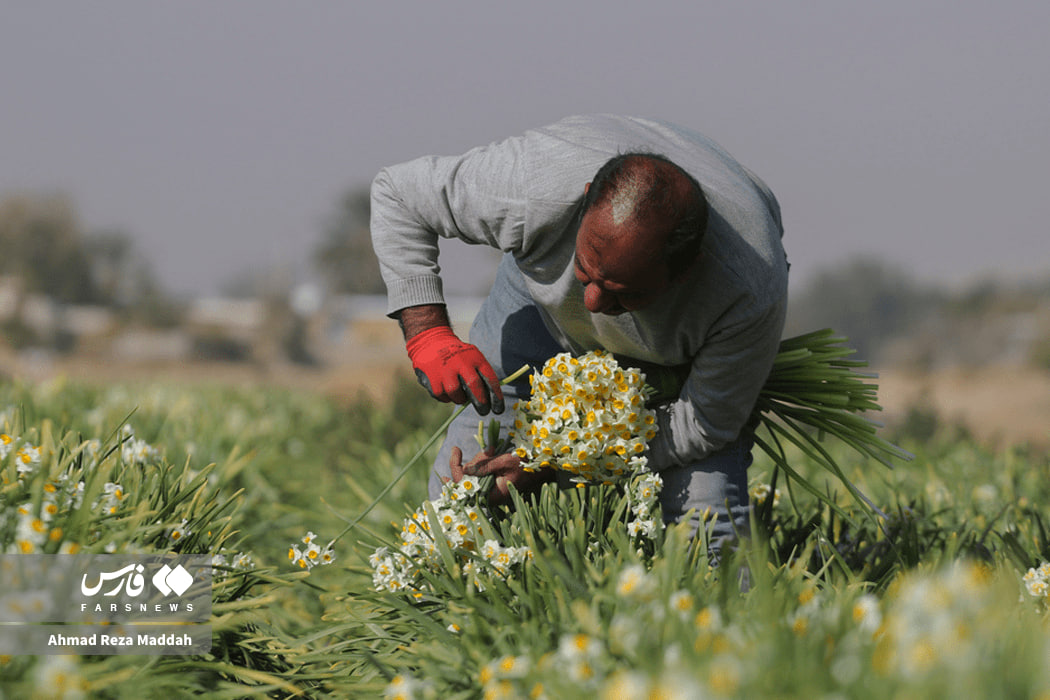 عکس/ برداشت گل نرگس در استان فارس