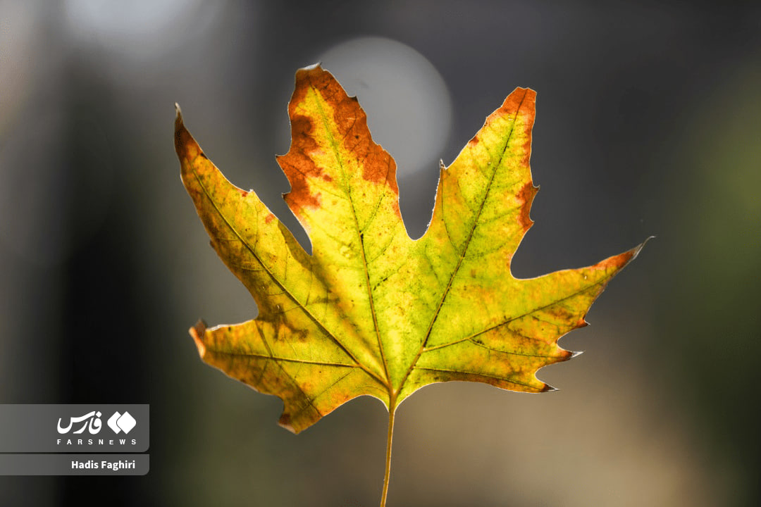 تصاویری از طبیعت پاییزی مشهد