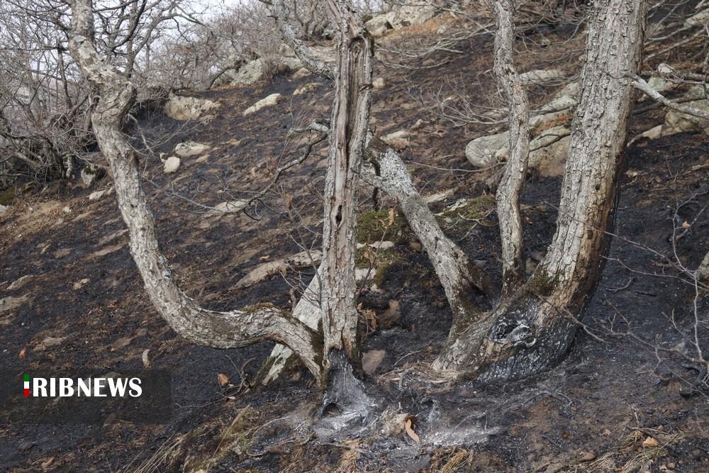 مهار آتش سوزی جنگل های دیزمار قره داغ