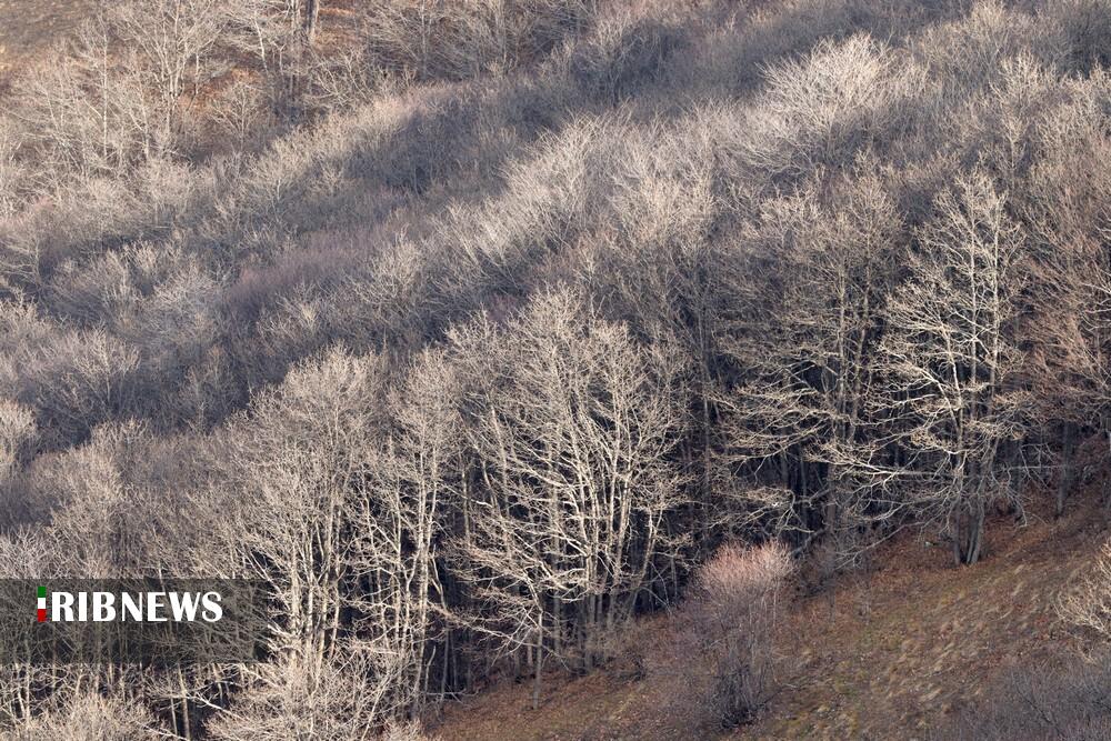 مهار آتش سوزی جنگل های دیزمار قره داغ