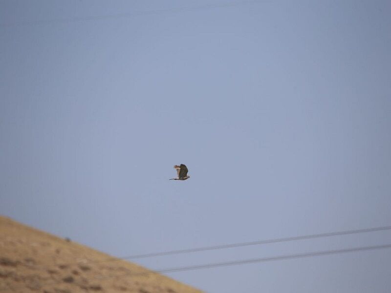 گونههای پرندگان ثبت شده در کردستان به ۳۱۳ گونه رسید