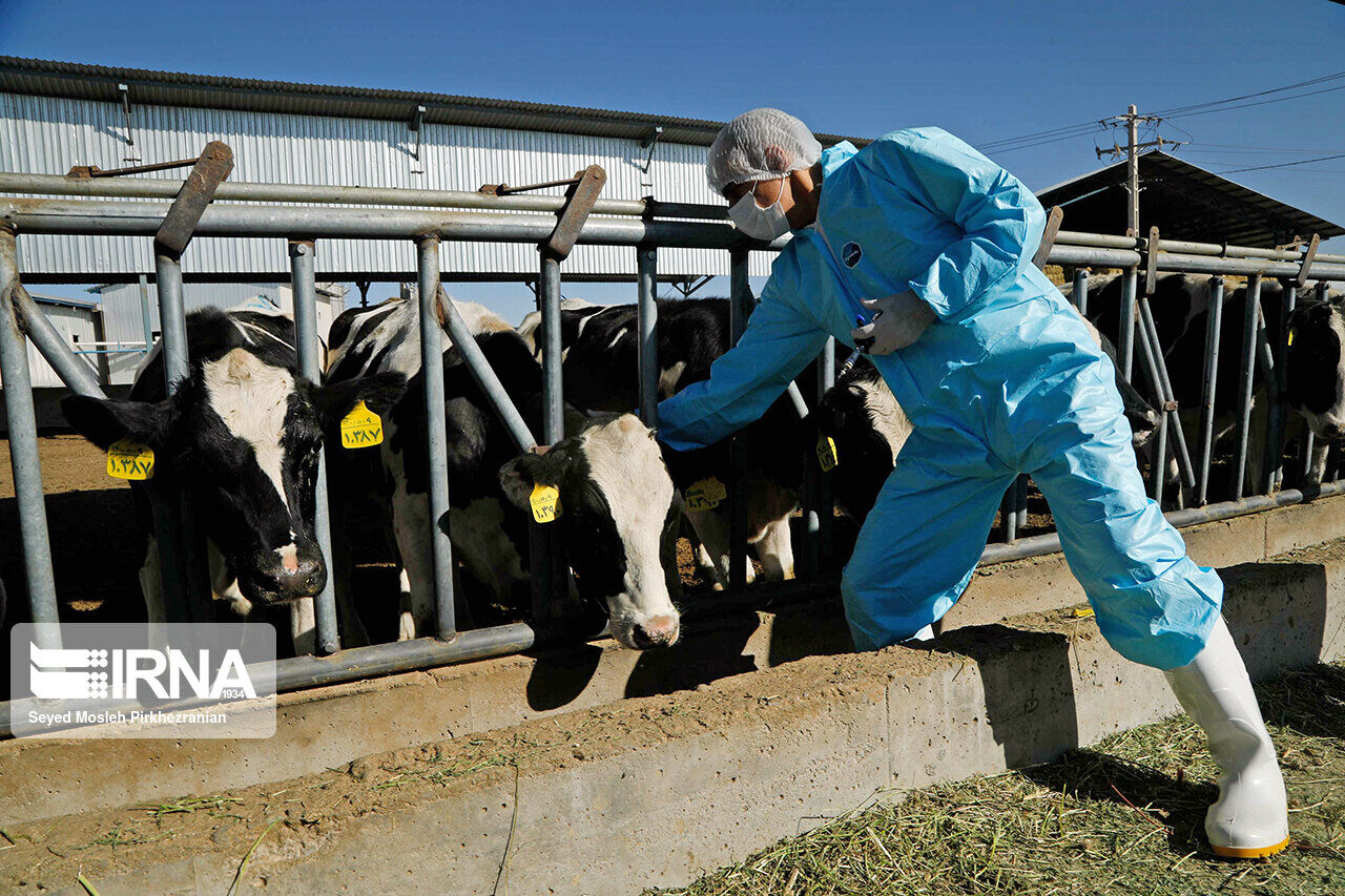 ۴۰ کانون تب برفکی در کردستان شناسایی شد