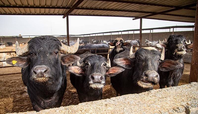 صدور مجوز واردات گوشت گاومیش از هند با قیمت 4.5 یورو 