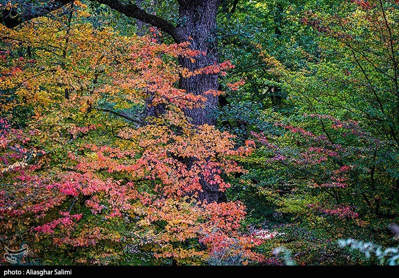 طبیعت پاییزی چشمه لال گلستان