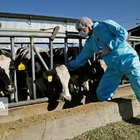 ۴۰ کانون تب برفکی در کردستان شناسایی شد