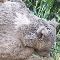 علت مرگ خرس قهوهای در کیار چهارمحال و بختیاری چیست؟