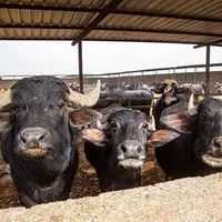 صدور مجوز واردات گوشت گاومیش از هند با قیمت 4.5 یورو 