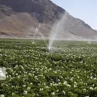 ۲۹ هزار هکتار از اراضی کشاورزی قم به سامانه های نوین آبیاری مجهز شده‌است