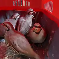 کشف و ضبط کبک‌های وحشی در لردگان