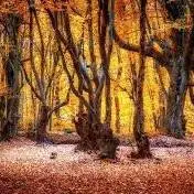 نقاشی طبیعت رنگارنگ پاییزی