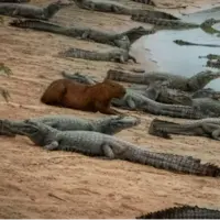 راز همزیستی عجیب؛ چرا تمساحها علاقهای به خوردن برگچهخوار ندارند؟