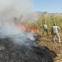 آتش‌سوزی در نیزارهای تالاب کانی‌برازان مهاباد مهار شد؛ علت آتش عوامل انسانی بود